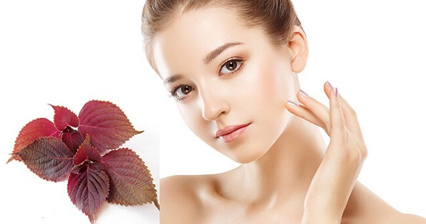 Rửa mặt bằng lá tía tô