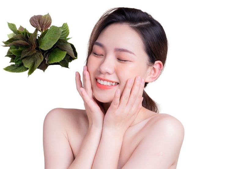 Công dụng của Tía tô trong làm đẹp - Tía tô chứa acid rosmarinic hỗ trợ làm đều màu da