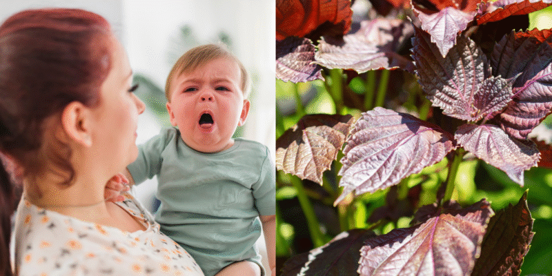 Công dụng của lá tía tô với trẻ sơ sinh - Chữa ho